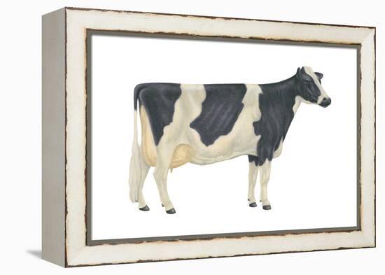 Holstein-Friesian Cow, Dairy Cattle, Mammals-Encyclopaedia Britannica-Framed Stretched Canvas