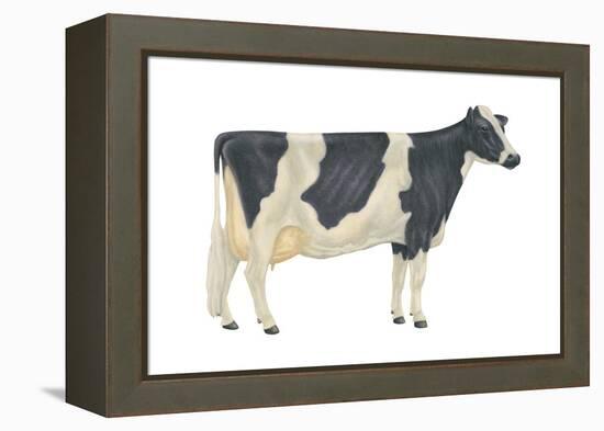 Holstein-Friesian Cow, Dairy Cattle, Mammals-Encyclopaedia Britannica-Framed Stretched Canvas