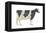 Holstein-Friesian Cow, Dairy Cattle, Mammals-Encyclopaedia Britannica-Framed Stretched Canvas