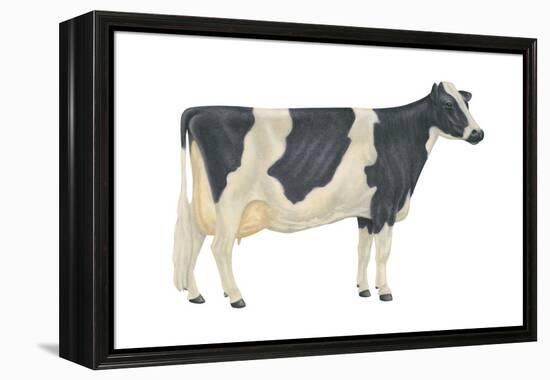 Holstein-Friesian Cow, Dairy Cattle, Mammals-Encyclopaedia Britannica-Framed Stretched Canvas