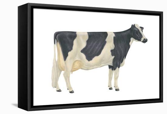 Holstein-Friesian Cow, Dairy Cattle, Mammals-Encyclopaedia Britannica-Framed Stretched Canvas