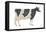 Holstein-Friesian Cow, Dairy Cattle, Mammals-Encyclopaedia Britannica-Framed Stretched Canvas