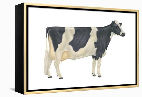 Holstein-Friesian Cow, Dairy Cattle, Mammals-Encyclopaedia Britannica-Framed Stretched Canvas