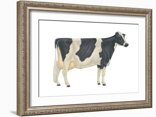 Holstein-Friesian Cow, Dairy Cattle, Mammals-Encyclopaedia Britannica-Framed Art Print