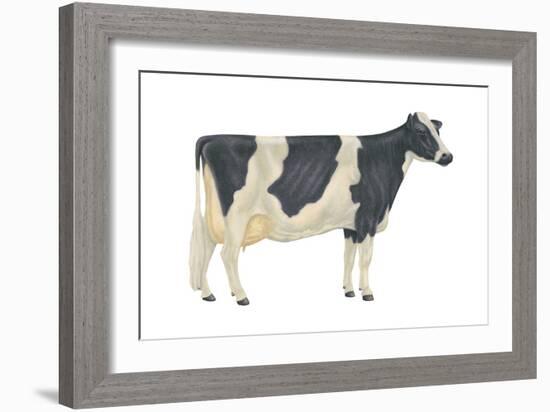 Holstein-Friesian Cow, Dairy Cattle, Mammals-Encyclopaedia Britannica-Framed Art Print