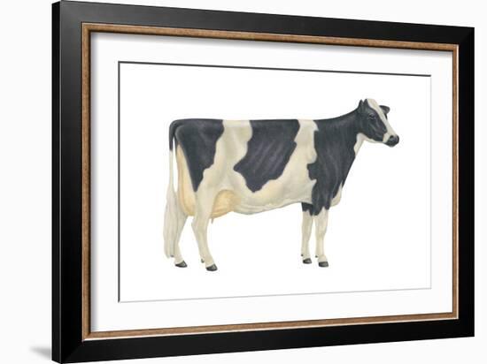 Holstein-Friesian Cow, Dairy Cattle, Mammals-Encyclopaedia Britannica-Framed Art Print