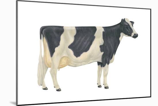 Holstein-Friesian Cow, Dairy Cattle, Mammals-Encyclopaedia Britannica-Mounted Art Print