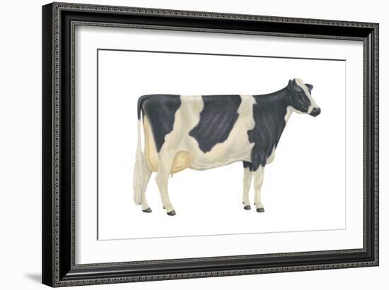 Holstein-Friesian Cow, Dairy Cattle, Mammals-Encyclopaedia Britannica-Framed Art Print