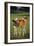 Holstein-Jersey Mix Calf and Holstein Calf-DLILLC-Framed Photographic Print