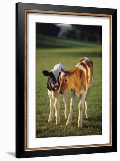 Holstein-Jersey Mix Calf and Holstein Calf-DLILLC-Framed Photographic Print