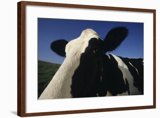 Holstein-DLILLC-Framed Photographic Print