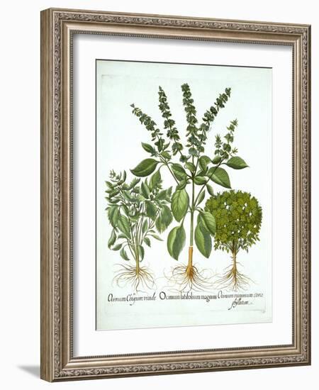 Holy Basil, and Two Further Varieties of Basil, from 'Hortus Eystettensis', by Basil Besler (1561-1-German School-Framed Giclee Print