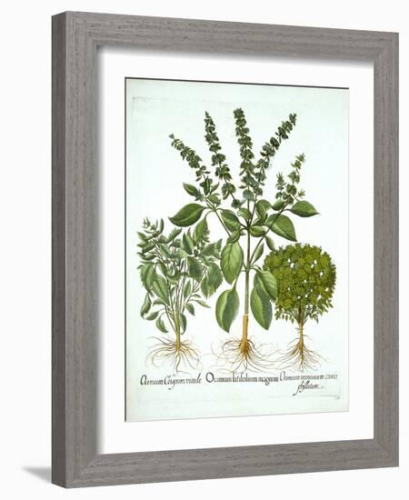 Holy Basil, and Two Further Varieties of Basil, from 'Hortus Eystettensis', by Basil Besler (1561-1-German School-Framed Giclee Print