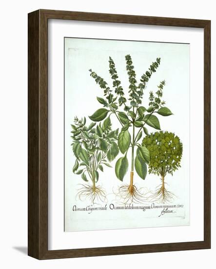 Holy Basil, and Two Further Varieties of Basil, from 'Hortus Eystettensis', by Basil Besler (1561-1-German School-Framed Giclee Print