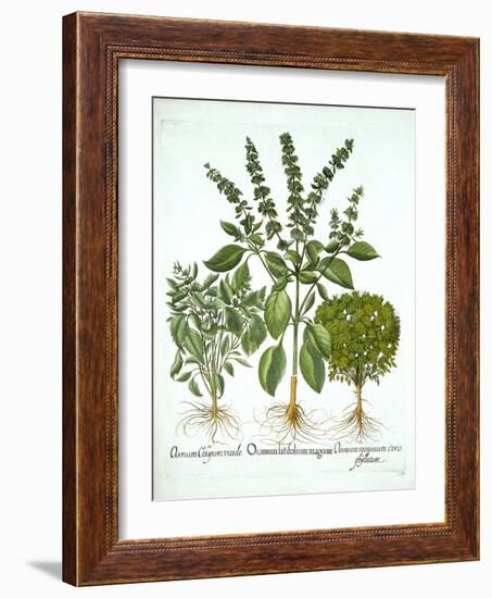 Holy Basil, and Two Further Varieties of Basil, from 'Hortus Eystettensis', by Basil Besler (1561-1-German School-Framed Giclee Print