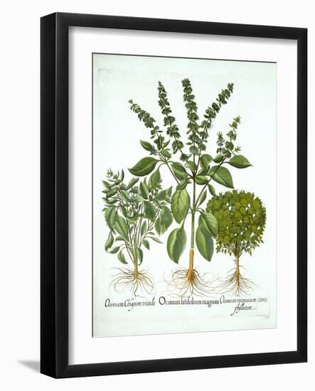 Holy Basil, and Two Further Varieties of Basil, from 'Hortus Eystettensis', by Basil Besler (1561-1-German School-Framed Giclee Print