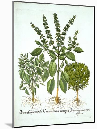 Holy Basil, and Two Further Varieties of Basil, from 'Hortus Eystettensis', by Basil Besler (1561-1-German School-Mounted Giclee Print