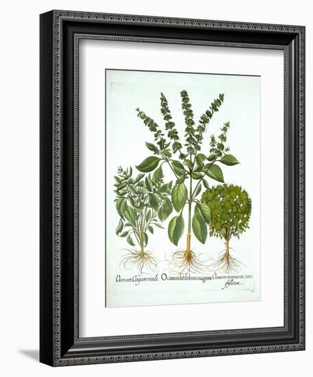 Holy Basil, and Two Further Varieties of Basil, from 'Hortus Eystettensis', by Basil Besler (1561-1-German School-Framed Giclee Print