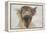 Holy Cow, 2016-Lou Gibbs-Framed Premier Image Canvas