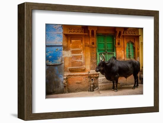 Holy Cow Standing in the Blue Streets of Jodhpur, the Blue City, Rajasthan, India, Asia-Laura Grier-Framed Photographic Print