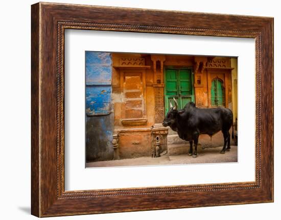 Holy Cow Standing in the Blue Streets of Jodhpur, the Blue City, Rajasthan, India, Asia-Laura Grier-Framed Photographic Print