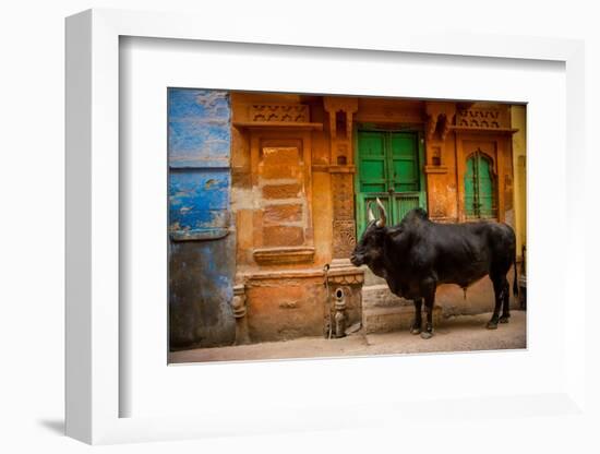 Holy Cow Standing in the Blue Streets of Jodhpur, the Blue City, Rajasthan, India, Asia-Laura Grier-Framed Photographic Print