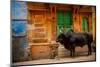 Holy Cow Standing in the Blue Streets of Jodhpur, the Blue City, Rajasthan, India, Asia-Laura Grier-Mounted Photographic Print