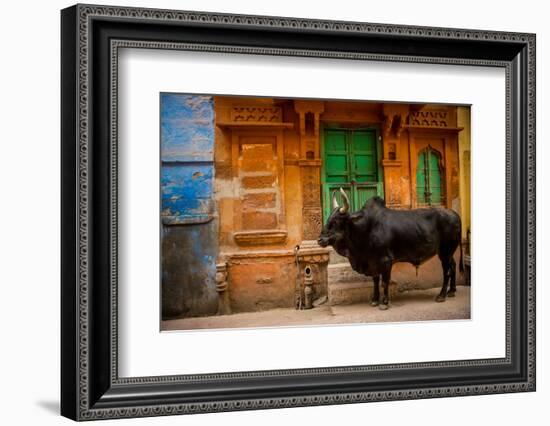 Holy Cow Standing in the Blue Streets of Jodhpur, the Blue City, Rajasthan, India, Asia-Laura Grier-Framed Photographic Print