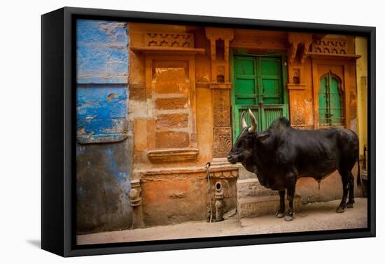 Holy Cow Standing in the Blue Streets of Jodhpur, the Blue City, Rajasthan, India, Asia-Laura Grier-Framed Premier Image Canvas