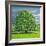 Homage to Horse Chestnut Tree, 2012-Liz Wright-Framed Giclee Print