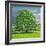 Homage to Horse Chestnut Tree, 2012-Liz Wright-Framed Giclee Print