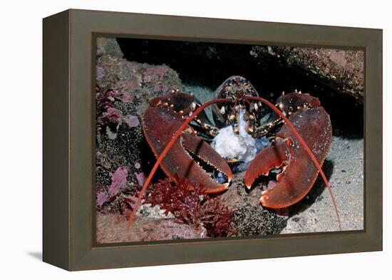 Homarus Gammarus.Lobster. Atlantic Ocean, Norway-Reinhard Dirscherl-Framed Premier Image Canvas