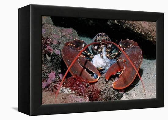 Homarus Gammarus.Lobster. Atlantic Ocean, Norway-Reinhard Dirscherl-Framed Premier Image Canvas