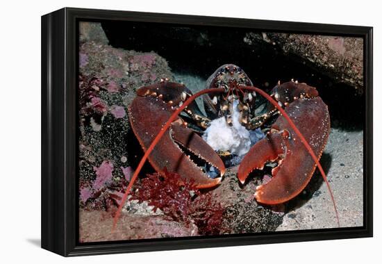 Homarus Gammarus.Lobster. Atlantic Ocean, Norway-Reinhard Dirscherl-Framed Premier Image Canvas