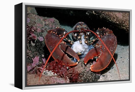 Homarus Gammarus.Lobster. Atlantic Ocean, Norway-Reinhard Dirscherl-Framed Premier Image Canvas