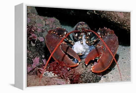 Homarus Gammarus.Lobster. Atlantic Ocean, Norway-Reinhard Dirscherl-Framed Premier Image Canvas