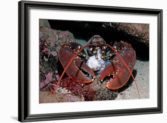 Homarus Gammarus.Lobster. Atlantic Ocean, Norway-Reinhard Dirscherl-Framed Photographic Print