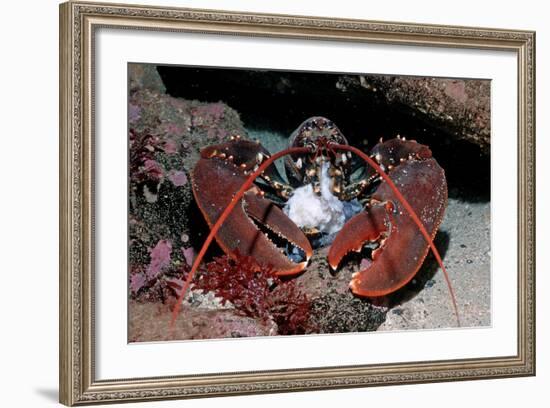 Homarus Gammarus.Lobster. Atlantic Ocean, Norway-Reinhard Dirscherl-Framed Photographic Print