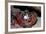 Homarus Gammarus.Lobster. Atlantic Ocean, Norway-Reinhard Dirscherl-Framed Photographic Print