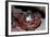 Homarus Gammarus.Lobster. Atlantic Ocean, Norway-Reinhard Dirscherl-Framed Photographic Print