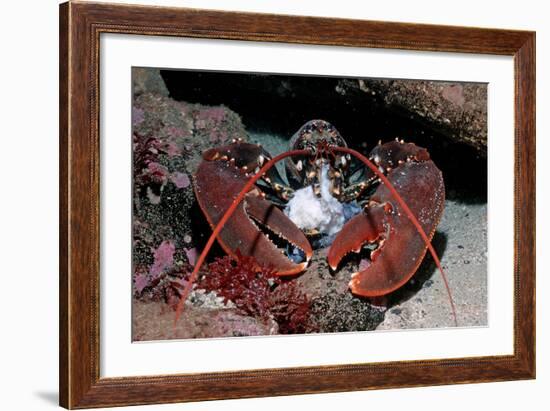 Homarus Gammarus.Lobster. Atlantic Ocean, Norway-Reinhard Dirscherl-Framed Photographic Print