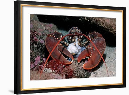 Homarus Gammarus.Lobster. Atlantic Ocean, Norway-Reinhard Dirscherl-Framed Photographic Print