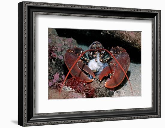 Homarus Gammarus.Lobster. Atlantic Ocean, Norway-Reinhard Dirscherl-Framed Photographic Print