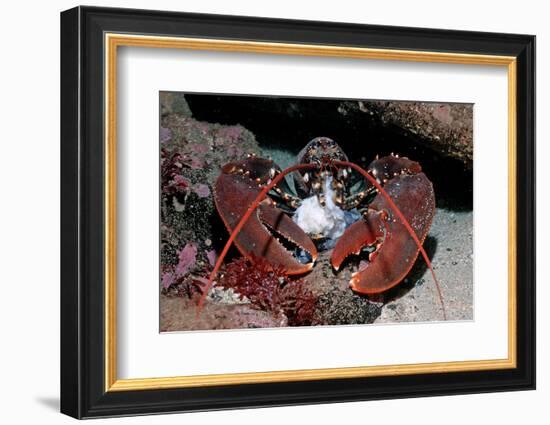 Homarus Gammarus.Lobster. Atlantic Ocean, Norway-Reinhard Dirscherl-Framed Photographic Print