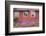 Home Buildings. Sisimiut. Greenland-Tom Norring-Framed Photographic Print