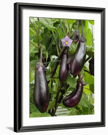 Home Grown Aubergines 'Money Makervariety' Ready for Picking, Growing in a Conservatory, UK-Gary Smith-Framed Photographic Print