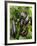 Home Grown Aubergines 'Money Makervariety' Ready for Picking, Growing in a Conservatory, UK-Gary Smith-Framed Photographic Print