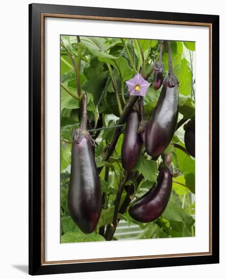 Home Grown Aubergines 'Money Makervariety' Ready for Picking, Growing in a Conservatory, UK-Gary Smith-Framed Photographic Print