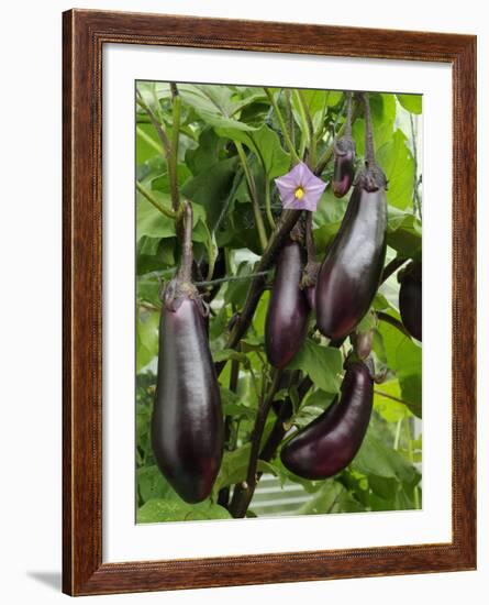 Home Grown Aubergines 'Money Makervariety' Ready for Picking, Growing in a Conservatory, UK-Gary Smith-Framed Photographic Print