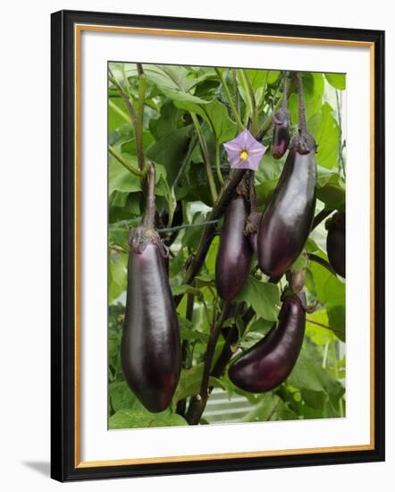 Home Grown Aubergines 'Money Makervariety' Ready for Picking, Growing in a Conservatory, UK-Gary Smith-Framed Photographic Print